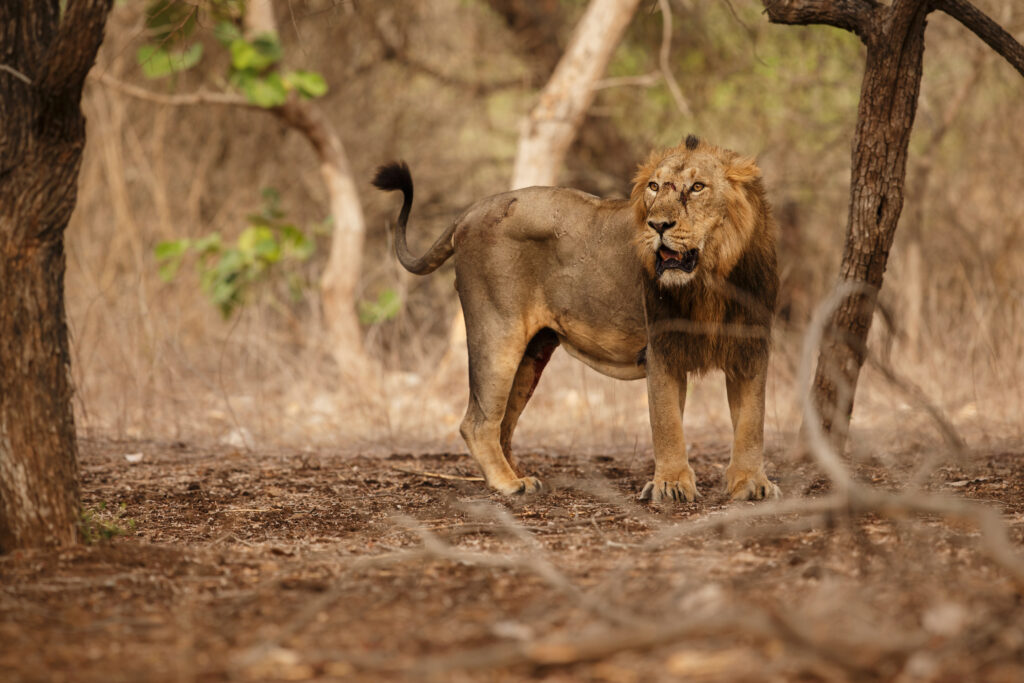 beautiful-rare-asiatic-lion-nature-habitat-gir-national-park